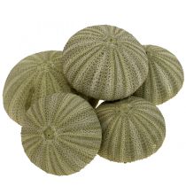 kategori Skjelldekorasjon