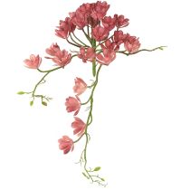 kategori Kaktus og sukkulenter