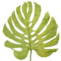 kategori Tørkede blomster