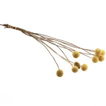 gjenstander Craspedia tørkede blomster, gule, 70 cm, dekorative, 10 stk.