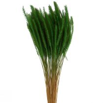 Grønn revehale Setaria viridis tørt gress 52cm 28g