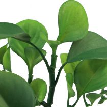 Kunstig grønn plante sukkulent kunstgrønn H14cm