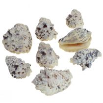 Snegleskjell deco sjøsnegler naturlig 5,5-7,5cm 250g