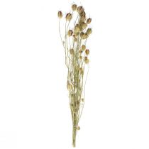 gjenstander Nigella tørket blomst Jungfer im Grünen tørr blomsterhandel 24-45cm 20g