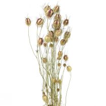 gjenstander Nigella tørket blomst Jungfer im Grünen tørr blomsterhandel 24-45cm 20g