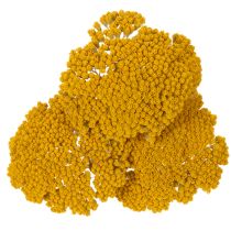 gjenstander Achillea Natur Gelb Ryllik Tørkede Blomster Gule 1kg