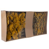 gjenstander Achillea Natur Gelb Ryllik Tørkede Blomster Gule 1kg