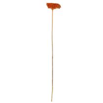 gjenstander Tørkede ryllikblomster fra Achillea Orange, 45–60 cm, 1 kg