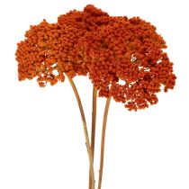 gjenstander Tørkede ryllikblomster fra Achillea Orange, 45–60 cm, 1 kg