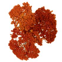 gjenstander Tørkede ryllikblomster fra Achillea Orange, 45–60 cm, 1 kg