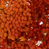 gjenstander Tørkede ryllikblomster fra Achillea Orange, 45–60 cm, 1 kg
