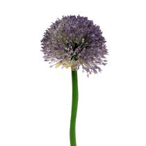 Allium 87cm lavendel