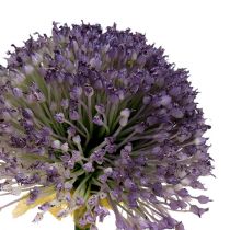 Allium 87cm lavendel