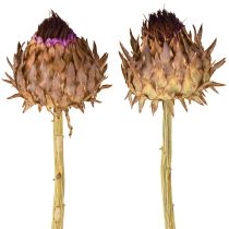 gjenstander Tørket artisjokkblomst Cynara Ø9cm 16 stk