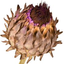 gjenstander Tørket artisjokkblomst Cynara Ø9cm 16 stk
