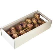 gjenstander Tørket artisjokkblomst Cynara Ø9cm 16 stk