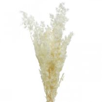 Asparges tørr dekorasjon hvit tørket prydgress 80g