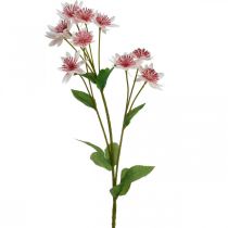 Stor Masterwort Kunstig Astrania Silkeblomst Hvit Rosa L61cm