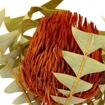 Banksia Baxterii Orange 8stk