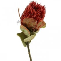 gjenstander Banksia Baxteri Exotic Banksia Tørkede Blomster Rød 10stk
