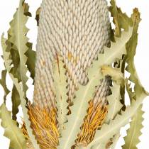 Banksia Hookerana naturlig 7stk