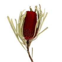 gjenstander Banksia Hookerana rød 7stk