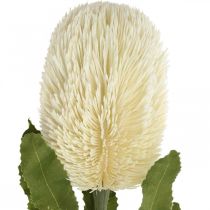 gjenstander Artificial Flower Banksia White Cream Artificial Exotics 64cm