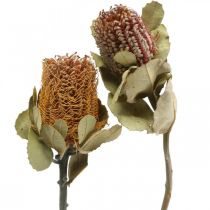 gjenstander Banksia coccinea tørkede blomster natur 10stk