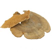 gjenstander Tresvamp naturlig dekorativ sopp tørket 6cm 1kg