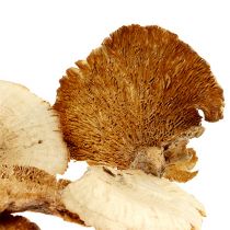 gjenstander Tresvamp bleket 1kg