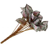 gjenstander Begonia buskegrønn, fiolett 34cm