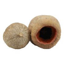 gjenstander Bellgum bell frukt kapsel frukt naturlig dekorasjon brun 500g