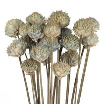 gjenstander Wild Daisy Tørkede Blomster Dekorasjon Blå Grønn H36cm 20stk