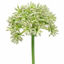 Allium kunstig hvit 55cm
