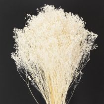 gjenstander Broom Bloom blekede tørkede blomster hvite lang holdbarhet 100g