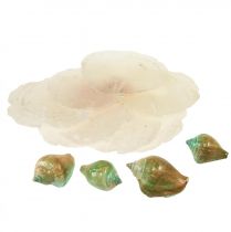 gjenstander Capiz perlemorskall perlemorskiver sjøsnegleskall grønt 3,5–9,5cm 750g