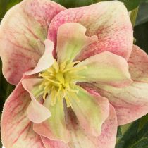 gjenstander Kunstig Helleborus potteplante, julerose, til hjemmedekorasjon, 50 cm