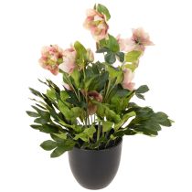gjenstander Kunstig Helleborus potteplante, julerose, til hjemmedekorasjon, 50 cm