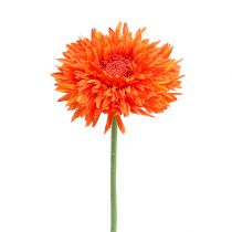 Chrysanthemum Teddy 63cm Orange
