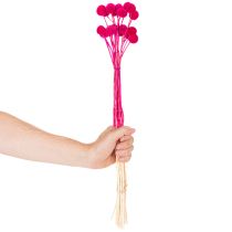 gjenstander Craspedia tørkede blomsterbuketter til blomsterhandel, 55 cm, 20 stk.