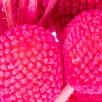 gjenstander Craspedia tørkede blomsterbuketter til blomsterhandel, 55 cm, 20 stk.