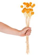 gjenstander Craspedia tørkede blomsterbukett 55 cm 20 stk