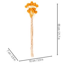 gjenstander Craspedia tørkede blomsterbukett 55 cm 20 stk