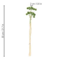 gjenstander Tørkede Craspedia-blomsterballer for stilig høstdekorasjon, 55 cm, 20 stk.