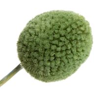 gjenstander Tørkede Craspedia-blomsterballer for stilig høstdekorasjon, 55 cm, 20 stk.
