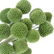 gjenstander Tørkede Craspedia-blomsterballer for stilig høstdekorasjon, 55 cm, 20 stk.