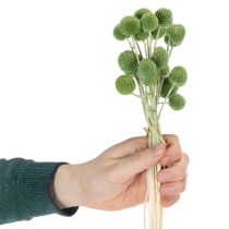 gjenstander Tørkede Craspedia-blomsterballer for stilig høstdekorasjon, 55 cm, 20 stk.