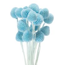 gjenstander Craspedia tørkede blomsterdekorasjon til vase, minimalistisk stil, langvarig sommerdekorasjon, 55 cm, 20 stk.