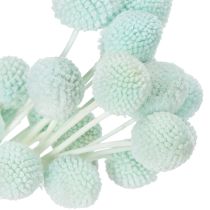 gjenstander Tørkede Craspedia-blomster, dekorativ bukett til stue, borddekorasjon, bryllup, 55 cm, 20 stk.
