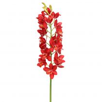 Orchid Cymbidium Red 78cm